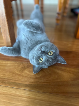 Willow